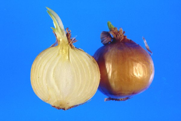 Актуальные ссылки кракен 2025